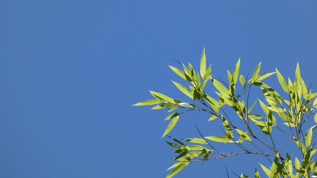 空と葉っぱの写真